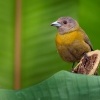 Tangara zpevna - Ramphocelus passerinii - Scarlet-rumped Tanager o1836